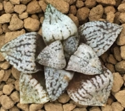 Хавортия (Haworthia picta Yellow ハオルチア　ピクタ　黄乳サボテン)